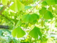 Ginkgo Biloba extrakt
